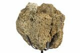 Fossil Hadrosaur Vertebra Centrum w/ Metal Stand - South Dakota #331127-2